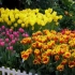 Tulipany - kwiaty wiosny